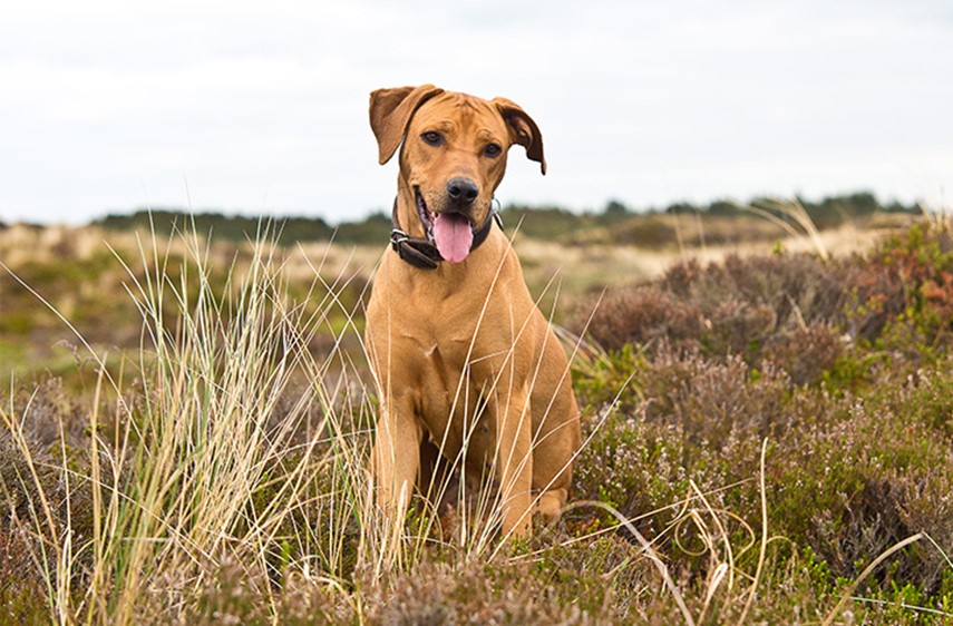 Tag på camping hund - Henne Camping & Resort